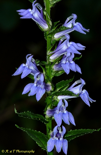 {Lobelia siphilitica}